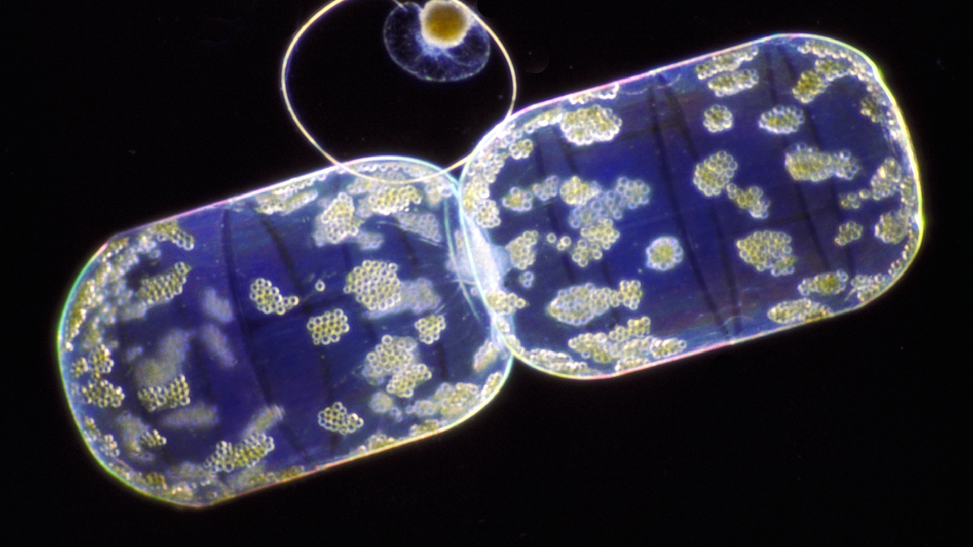 Close-up image of two living biological cells connected together, showing internal structures and a smaller circular organism