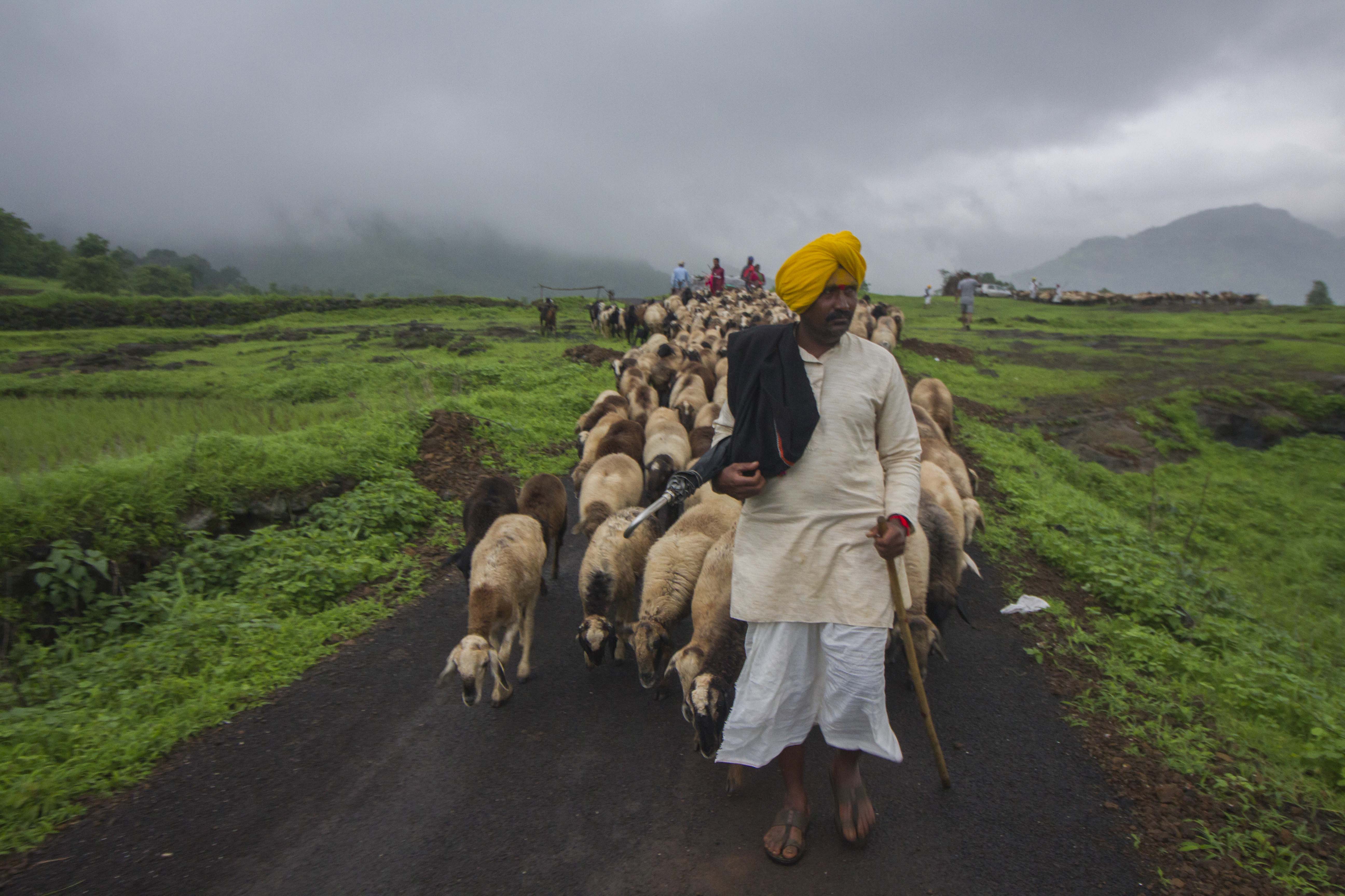 A man wearing a yellow turban and white robes, holding a stick in his hand is walking down a green hillside with his sheep